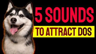 5 Sounds to ATTRACT DOGS Attention Make Dogs Go Crazy [upl. by Rovaert]