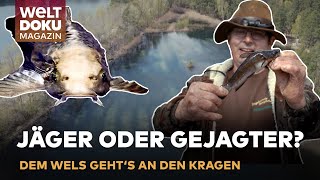 Zwergwelse erobern Brandenburg So machen Angler jetzt Jagd auf den invasiven Fisch  WELT Magazin [upl. by Araek957]