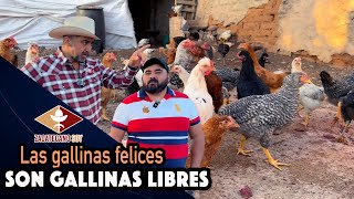 COMIERON CHAPULINES Y LES ENCANTARON Les cayeron muy bien a las gallinas [upl. by Bein]