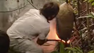 Smoking Out a Wasp Nest for Larvae  Ray Mears Extreme Survival  BBC Studios [upl. by Ximena]