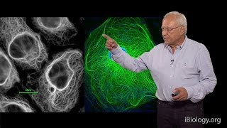 Robert Goldman Northwestern UMBL Part 1 Cytoskeletal Intermediate Filaments [upl. by Ekle]