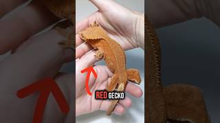 Red Gecko  White Gecko [upl. by Mehitable259]