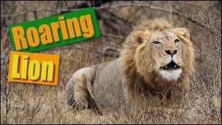 Kalahari Lion Roaring 4K  Conservation Safari Experience [upl. by Aderf691]