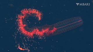 Weird and Wonderful This spectacular deepsea siphonophore is a sight to see [upl. by Anora598]