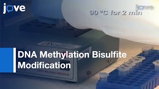 DNA Methylation Bisulfite Modification And Analysis [upl. by Mosnar717]