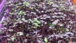 Micro Greens Growing Strong [upl. by Serica548]