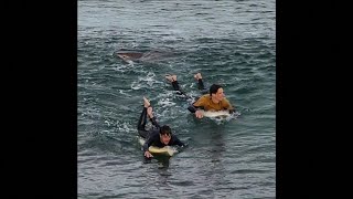 Caught on Camera Shark bites surfers leg in Australia [upl. by Ener969]