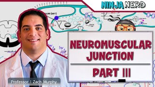 Musculoskeletal System  Neuromuscular Junction  Sliding Filament Theory Part 3 [upl. by Aloysius]