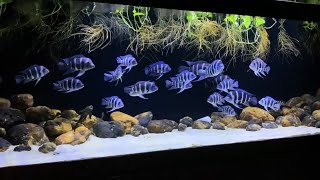 8 Beautiful Frontosa Planted Tank  Amazing Frontosa Aquariums [upl. by Goddard]