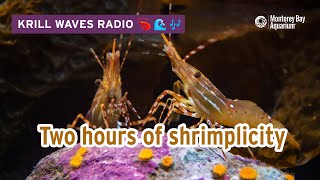 2 Hours Of Chill Shrimp To WorkStudyRelax  Lofi Hip Hop  Monterey Bay Aquarium Krill Waves Radio [upl. by Vena]