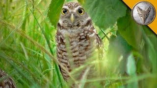 A Rare Glimpse of the Burrowing Owl [upl. by Sherrie216]