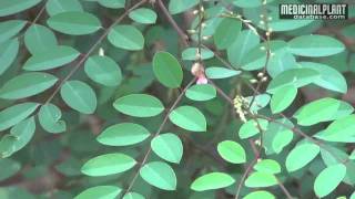 Indigofera tinctoria [upl. by Treble]