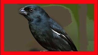 Negrito Cubano Canto  Cuban Bullfinch Bird Song  Melopyrrha Nigra [upl. by Zubkoff]