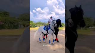 Hippotherapy Иппотерапия hippotherapy horseriding horsevideo horseride sporthorses [upl. by Ranique]