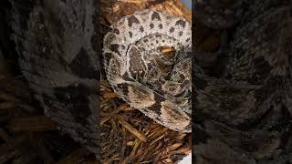 Two young Terciopelos Bothrops asper viper animal venomous reptile snake [upl. by Chuch498]