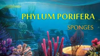 Phylum Porifera General Characteristics [upl. by Alrzc]