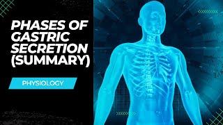 Phases of gastric secretion  summary Tamil [upl. by Ursuline]