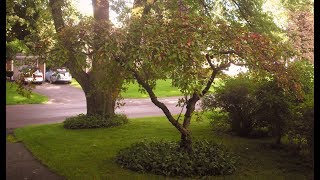 A CRABAPPLE TREE BEARING LOTS OF FRUIT [upl. by Ennayd]