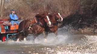 Cavallo agricolo italiano da tiro pesante rapido 4 [upl. by Narahs512]