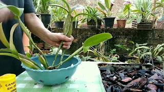 Como plantar uma orquídea cattleya Passo a passoA pedido de inscrito [upl. by Kantos392]