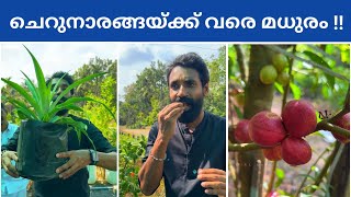 Amazing Fruit Plants Kerala [upl. by Ottie416]