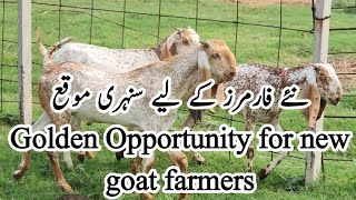 Golden Opportunity for new goat farmers  goat farming [upl. by Strephonn]