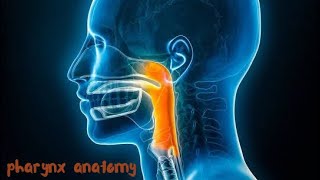 pharynx anatomy  nutrition [upl. by Nnyllaf]