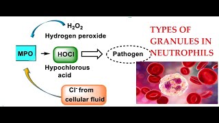 L25 Function of Myeloperoxidase Granules in Neutrophils [upl. by Noraha]