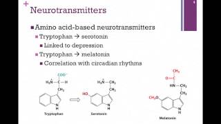 138Synthesis of Neurotransmitters [upl. by Aelanna]