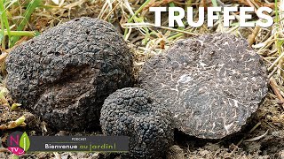 TOUT SAVOIR SUR LA TRUFFE  HISTOIRE NATURE CUISINE ET CULTURE DU DIAMANT NOIR DES GASTRONOMES [upl. by Rovert141]