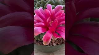 Gymnocalycium baldianum garden grow cactus [upl. by Kennie]