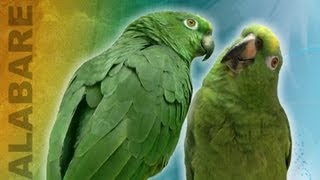 Amazing Viral Singing parrots  Truly remarkable they way they sing as a duo [upl. by Nelrac]