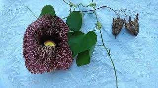 Dutchmans Pipe Vine Aristolochia macrophylla [upl. by Oker427]