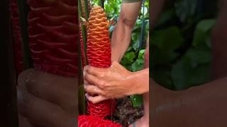 Shampoo ginger plant shorts nature facts [upl. by Ellata47]