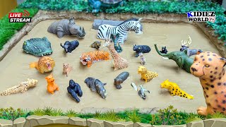 Exploring the AFRICAN JUNGLE Fun Animal Facts for Kids [upl. by Leunammi463]