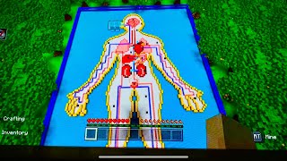 ASMR Minecraft Anatomy Ride [upl. by Hyps]