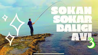 Sokan Sokar Balığı Avı 3 KKTC 23052019 Fishing in Cyprus SIGANUS RIVULATUS κουρκούνες [upl. by Bradwell]