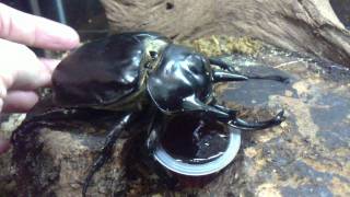 HD Megasoma actaeon love Beetle Jelly from Kingdom of Beetle Taiwan origin PeruMP4 [upl. by Kelci]