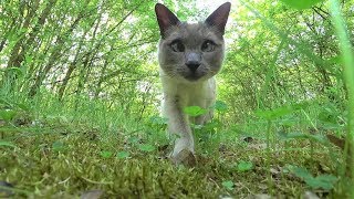 Siamese Cats VLOG Wake up in Tent Forest Walk Screaming Crowd amp Honking Cars  Thunderstorm [upl. by Frerichs]