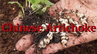 Chinese Artichoke Stachys affinis [upl. by Aufmann]