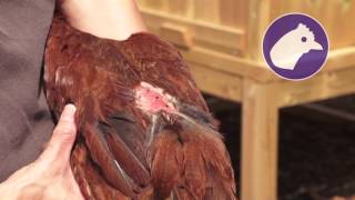 Nettex poultry  Antifeather pecking spray [upl. by Kavanaugh]