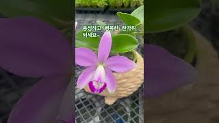 한가위추석행복해요cattleya violacea [upl. by Sylirama]