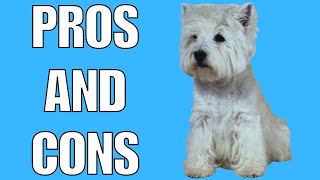 West Highland Terrier Pros And Cons  Should You REALLY Get A WEST HIGHLAND TERRIER [upl. by Anrahc578]