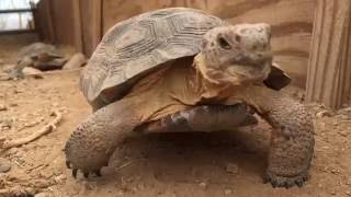 Desert Tortoise prehibernation exams [upl. by Polly756]