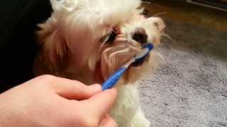 Shih Tzu Loves Brushing and Flossing his Teeth [upl. by Refynnej711]