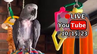 🔴🐦Einstein Parrot LIVE 10152023 [upl. by Adehsor649]