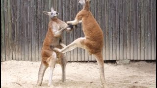 Kangaroos Fighting Kangaroo Battles [upl. by Tatia]