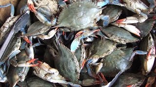 CRAB CAUGHT AND COOKING IN VILLAGE STYLE  HERMIT CRABS  CRAB CURRY MAKING  FOOD BANK RECIPES [upl. by Freed]