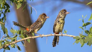 DArnauds Barbets Calling [upl. by Rosalyn753]