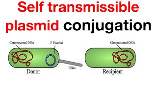 Self transmissible plasmid conjugation [upl. by Ennis]